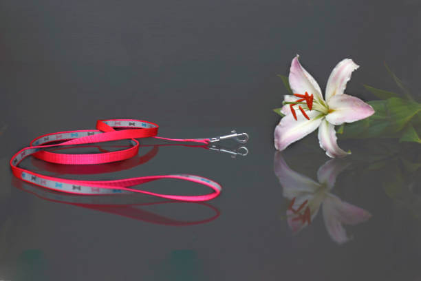 강아지 안구 돌출? 루키의 눈 상태, 병원 진단 후기