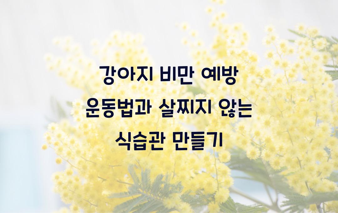 강아지 비만 예방하는 운동법, 살찌지 않는 식습관 만들기