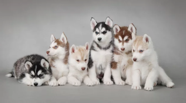 알래스칸 말라뮤트/출처:어도비스톡