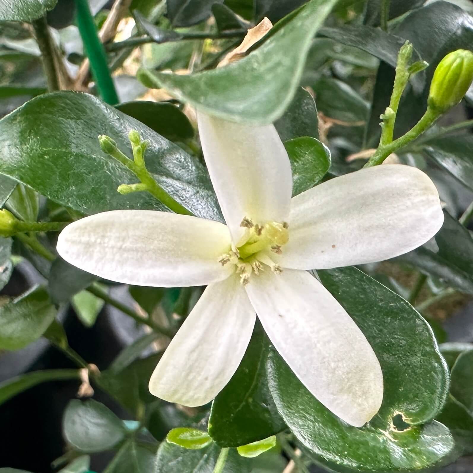 실내 식물 오렌지 쟈스민