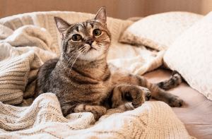 겉보기의 고양이