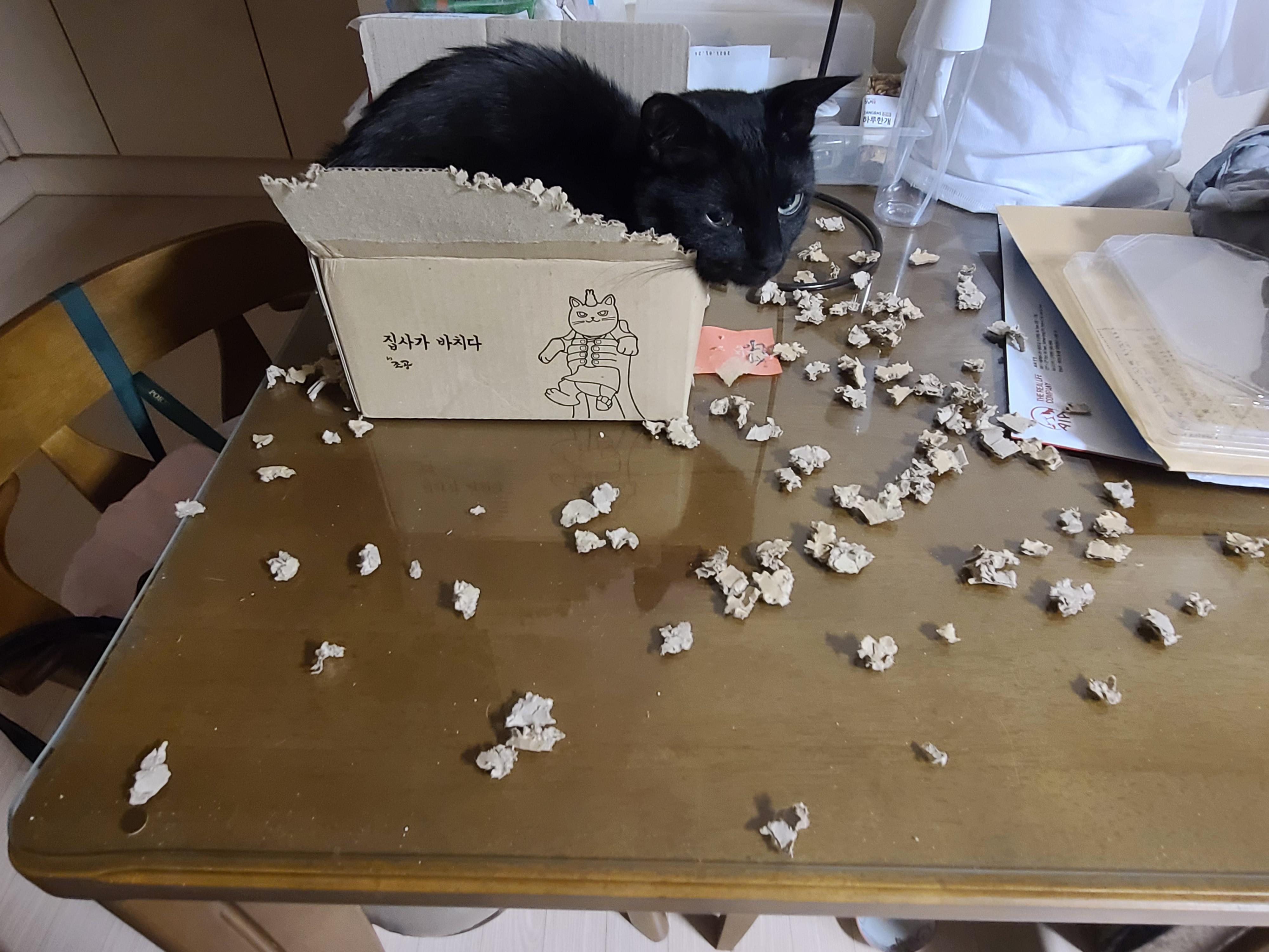 예술적감각이 뛰어난 고양이 올블랙 건이와 코트 무늬가 뛰어난 고양이 카오스 사랑이.