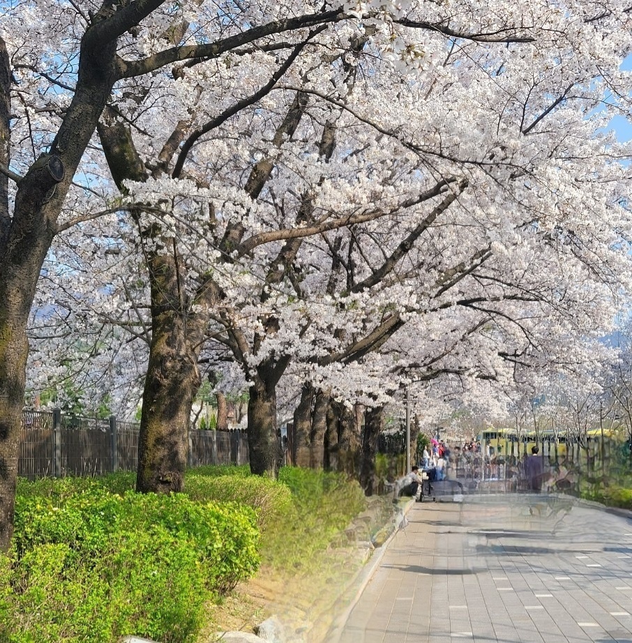서울대공원 벗꽃