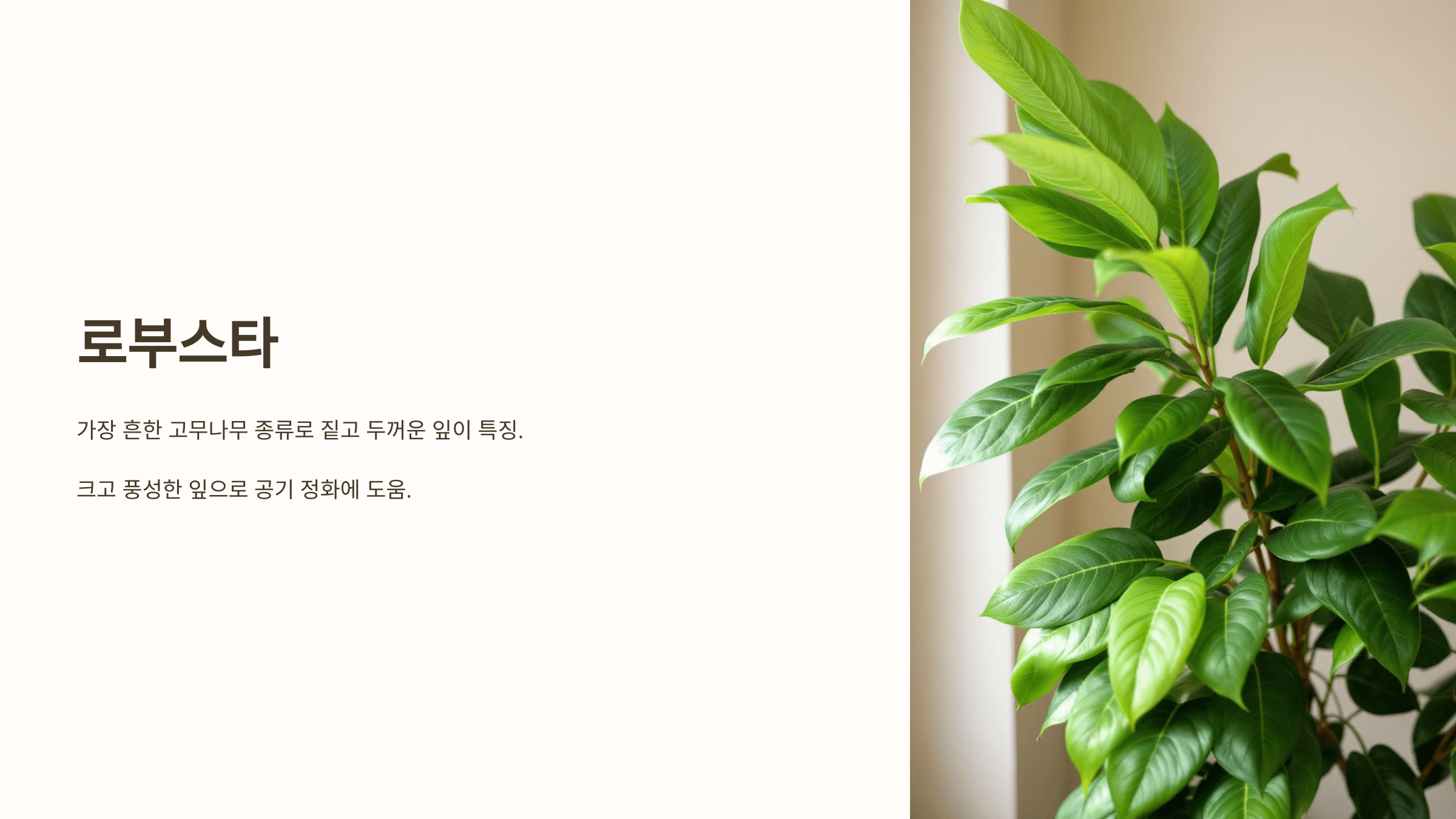 고무나무와 관련된 사진입니다.