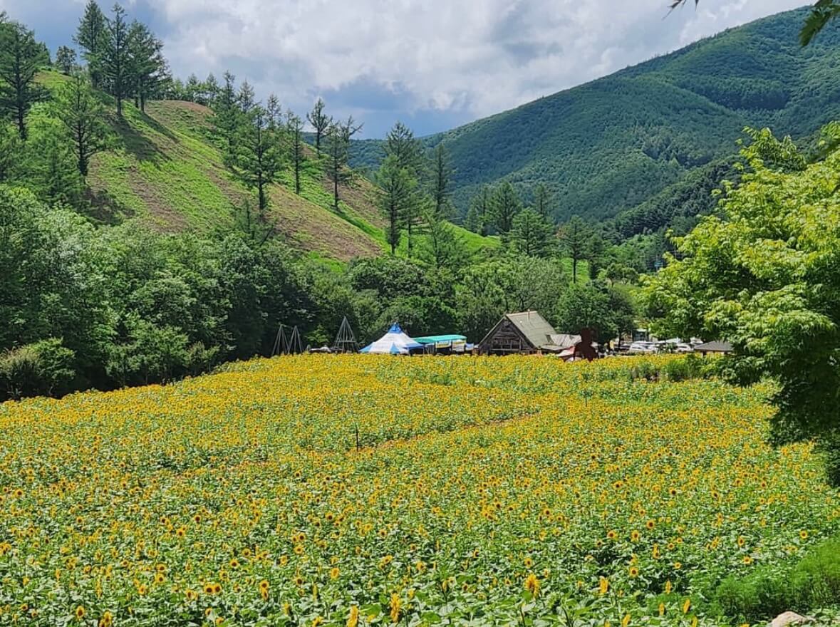 태백 해바라기축제