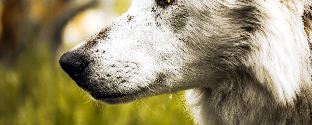 새끼 강아지 키우는법 6 이미지