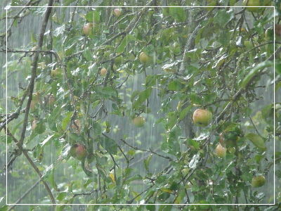 비-맞는-과일나무