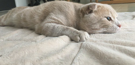 쳐져있는 고양이