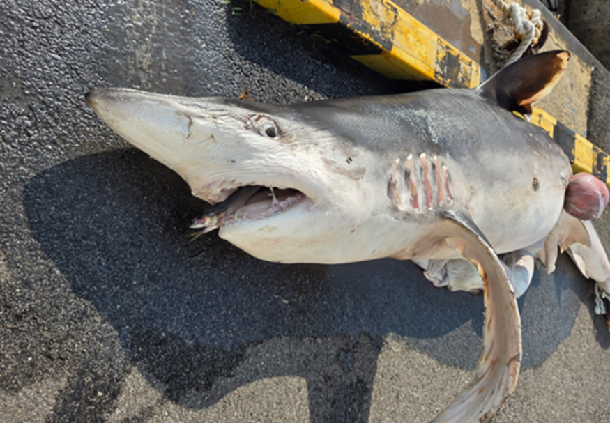 ㄴㅇㄱ하게 만드는 낚시하다가 경수진이 낚았다는 거…jpg | 인스티즈