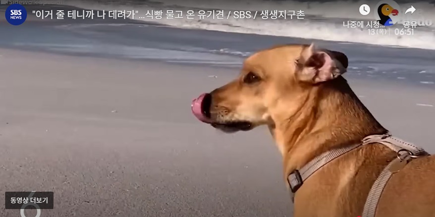 유기견의 특별한 사연