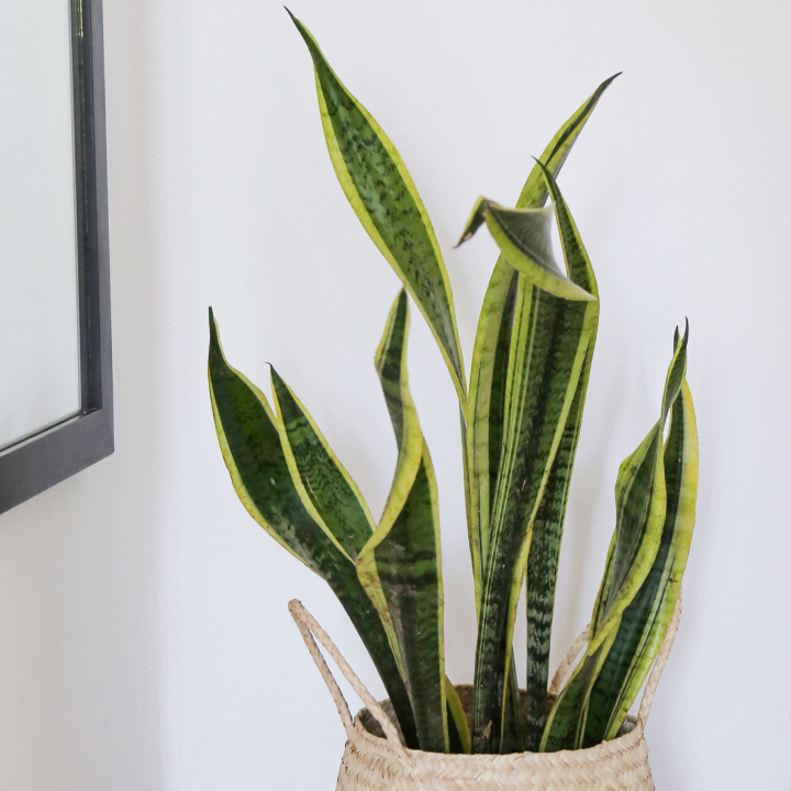 공기 청정 식물 best10