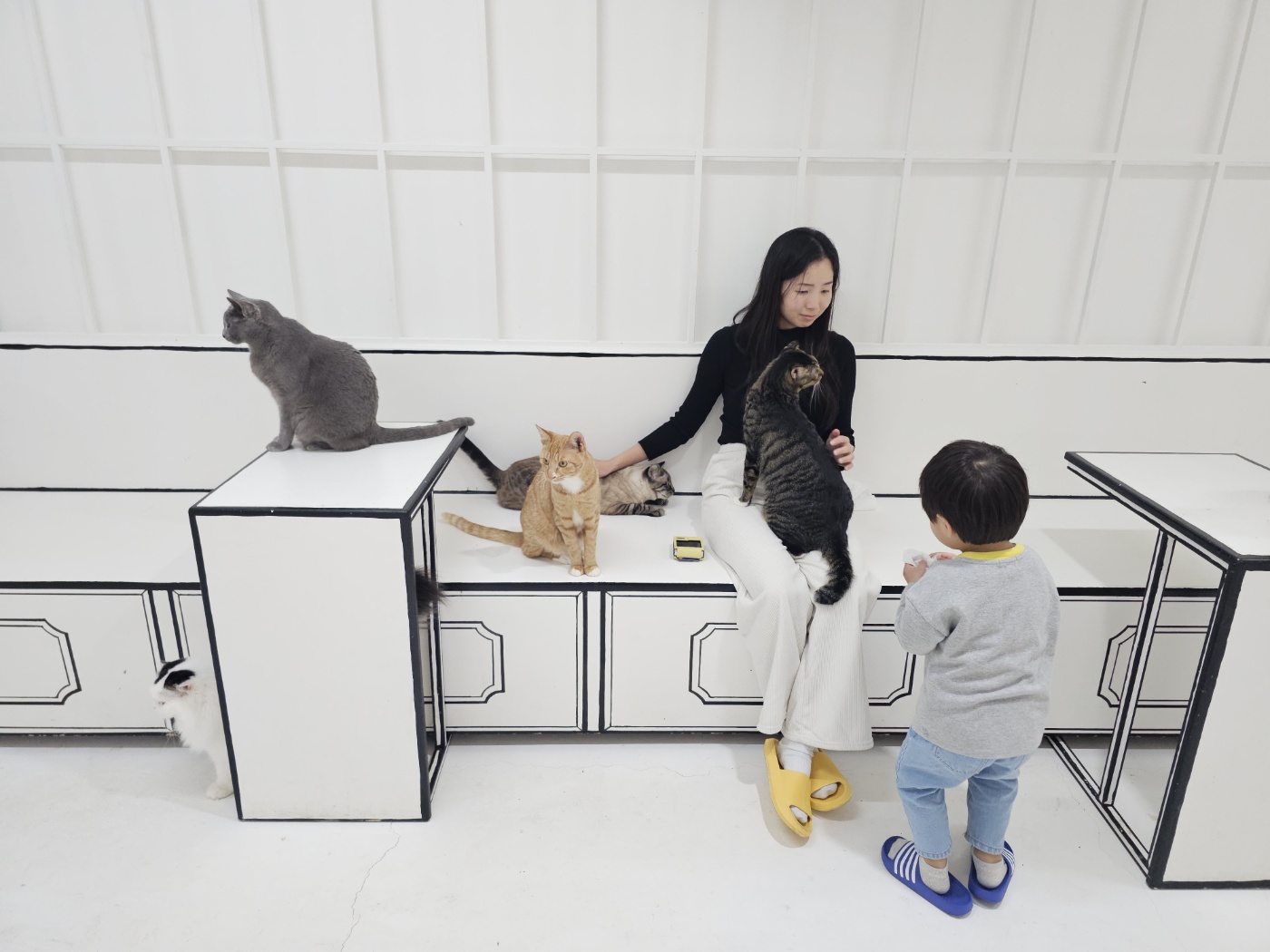 야옹이네 고양이 카페