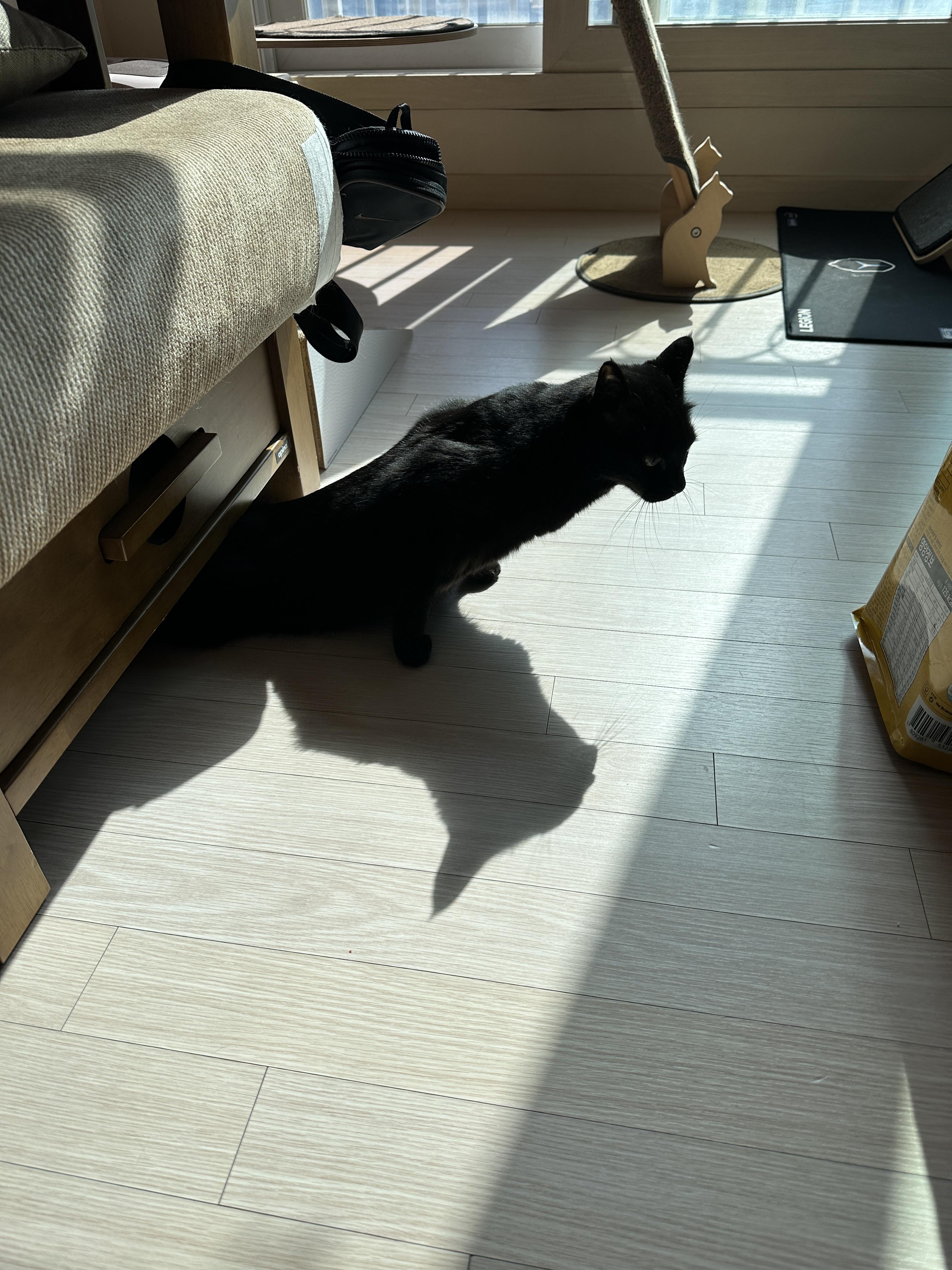 소파_아래에_들어갔다가_다시_나오는중