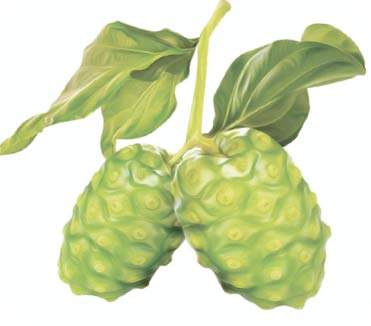 노니 -효능-부작용