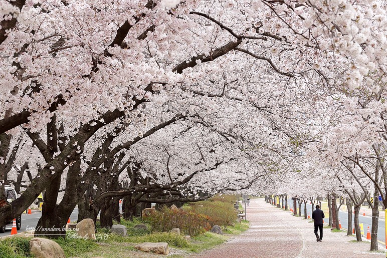 벚꽃 개화시기 2023