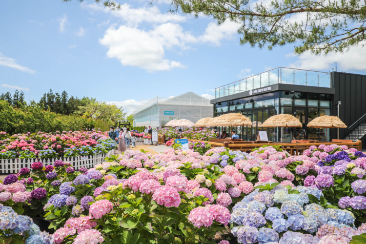 전국 수국축제 정보 2022