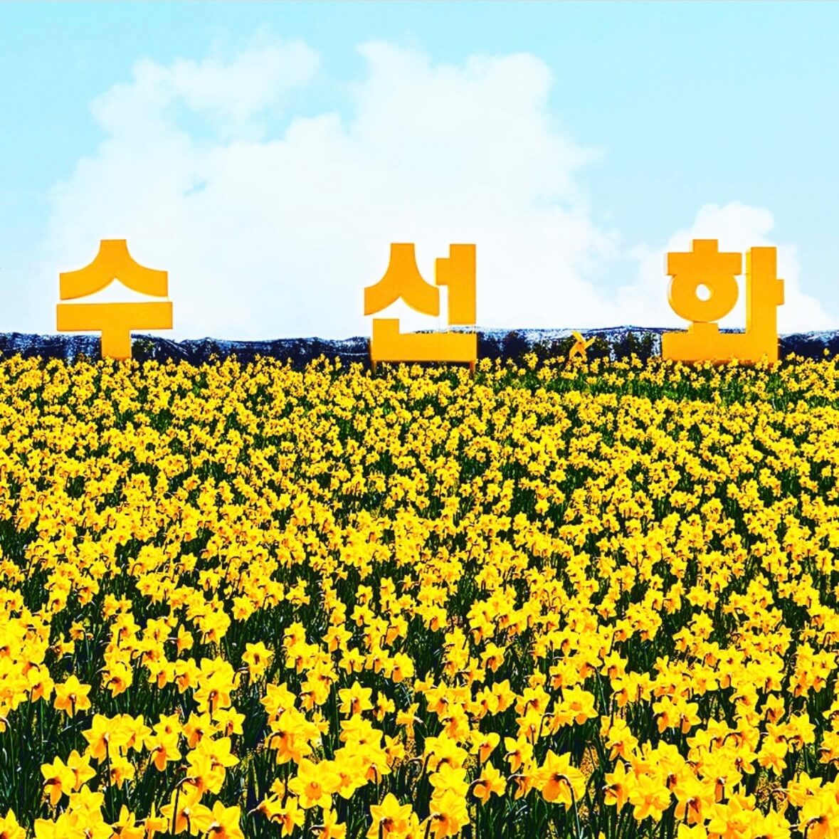 신안 선도 수선화 축제