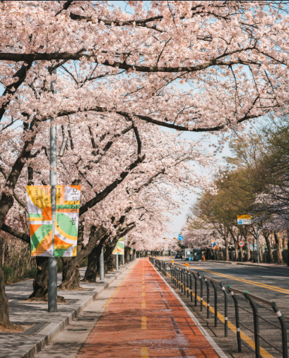 2025 벚꽃 개화시기