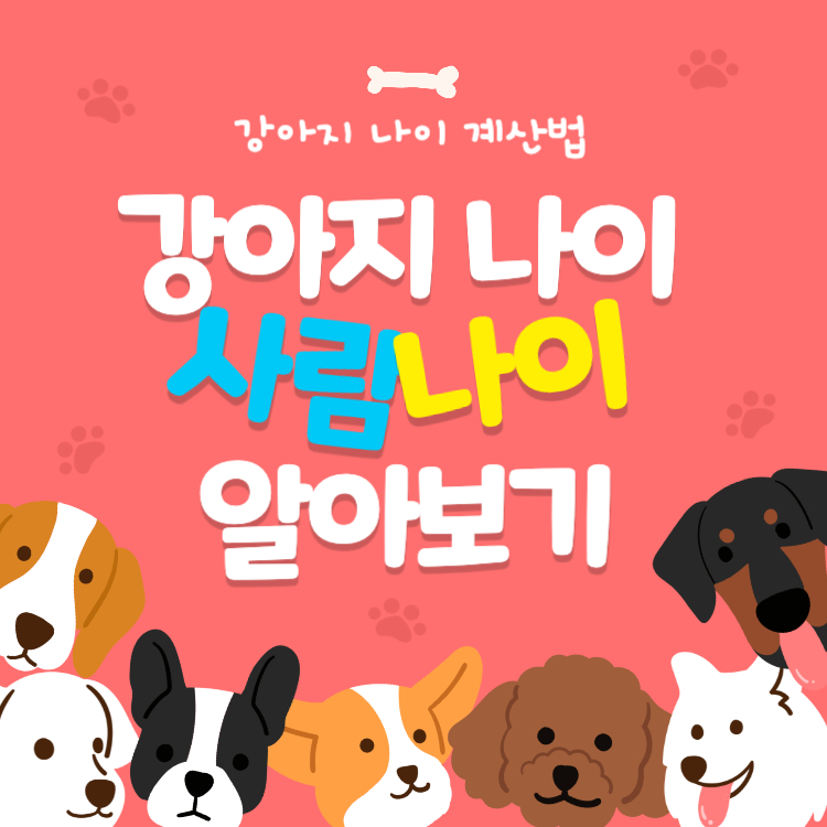 강아지 나이 알아보는 방법 사람나이 계산기