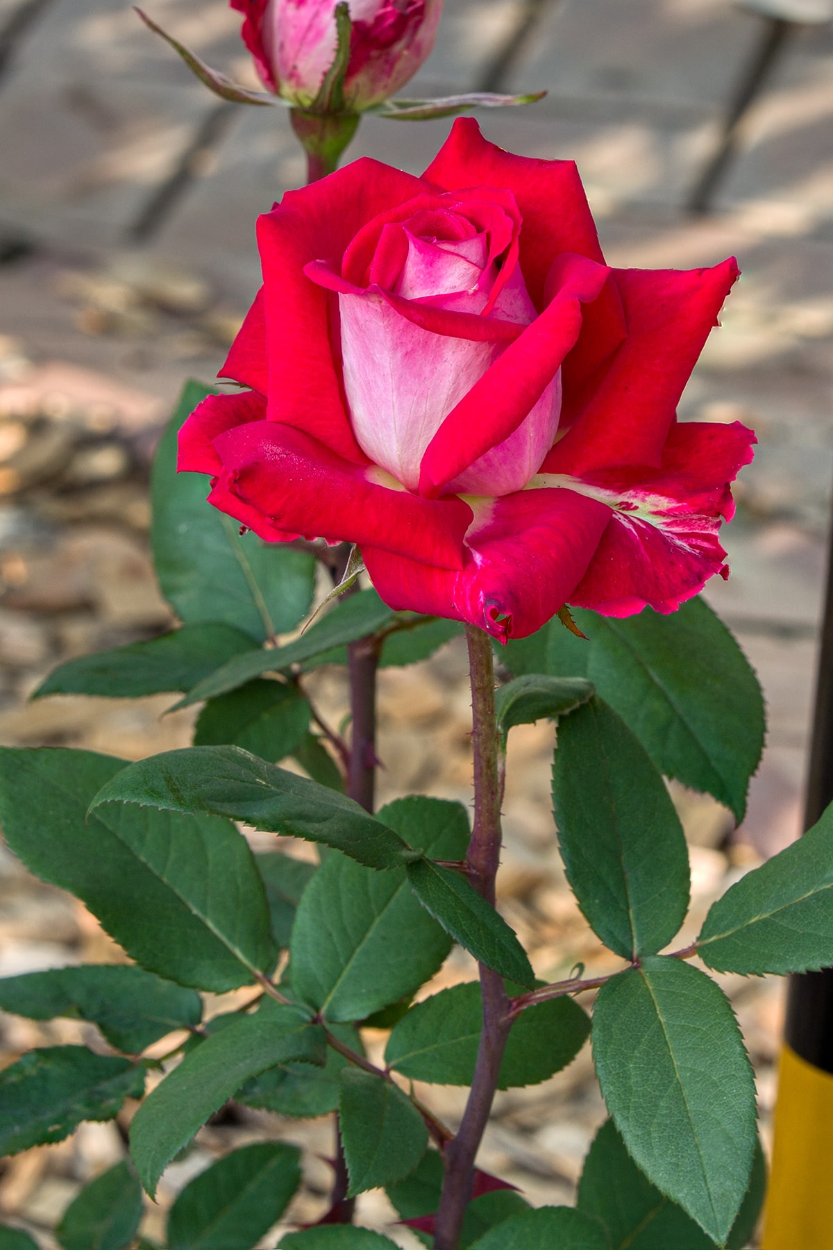 올림픽공원 장미축제 - 34