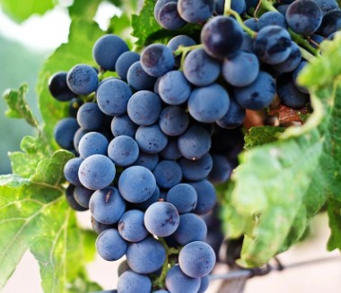 코로나 회복에 좋은 음식(만성염증에 좋은 음식-항염증식품) 포도