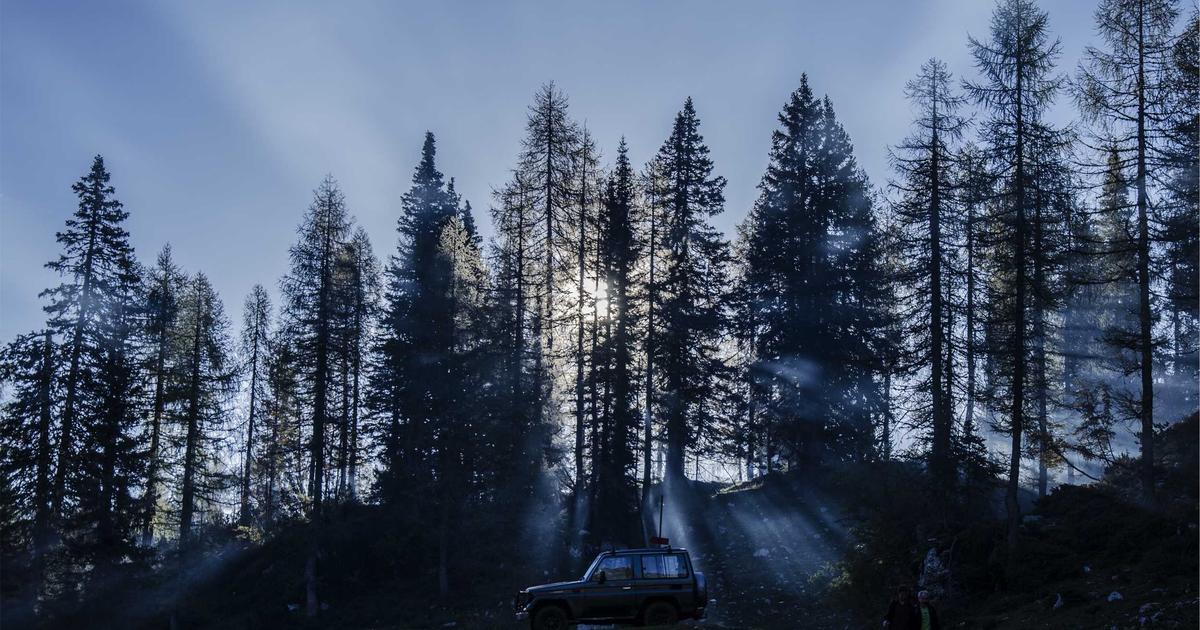 person analyzing stock market data