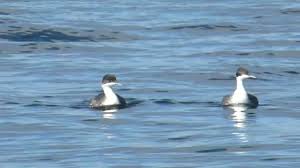 서식 환경의 연간 변동성과 후닌 논병아리 개체군 회복 가능성 평가