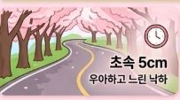 벚꽃 상식