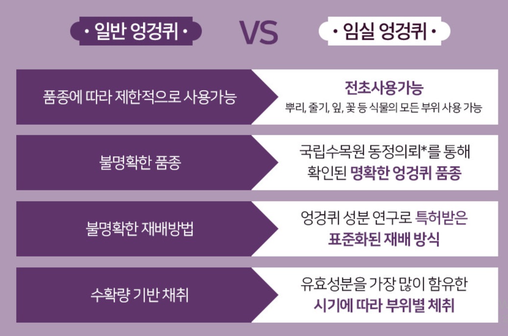 6시내고향-임실-엉겅퀴-엉겅퀴차-엉겅퀴즙-엉겅퀴식초