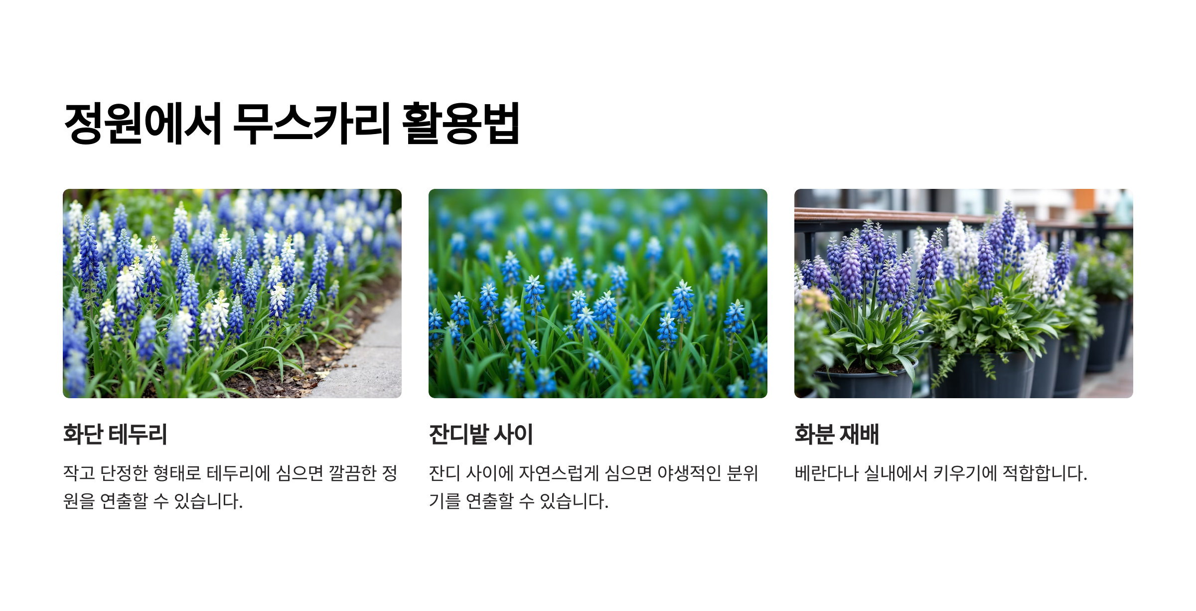 무리카리 꽃 사진