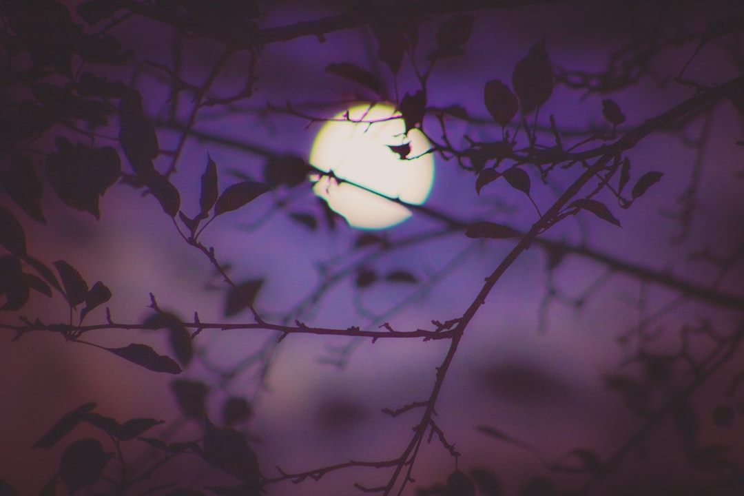 Moonlight