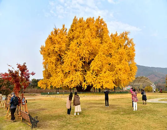 원주 반계리 은행나무