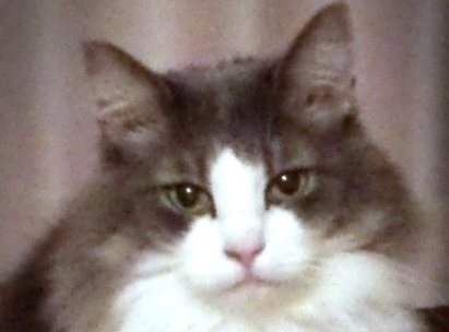 하치와레 고양이의 정면.