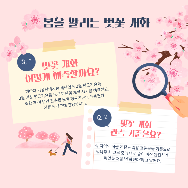 벚꽃개화