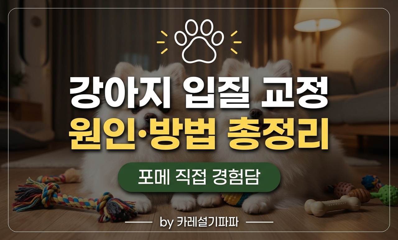 포메라니안 입질 훈련