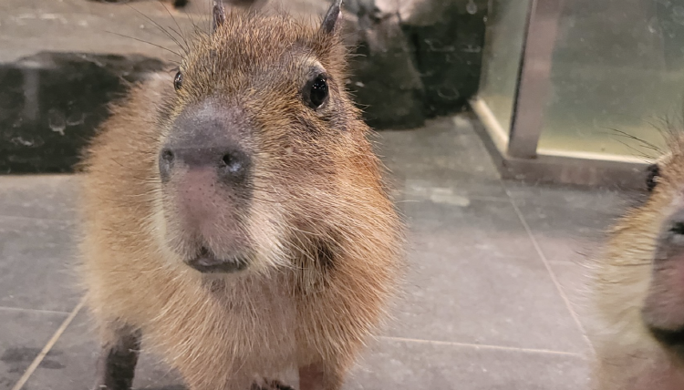 가평 신비동물원