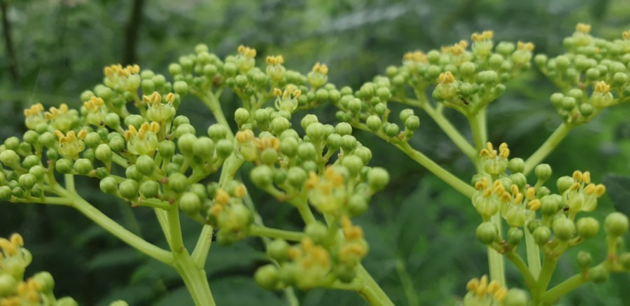 alt="초록산초열매"