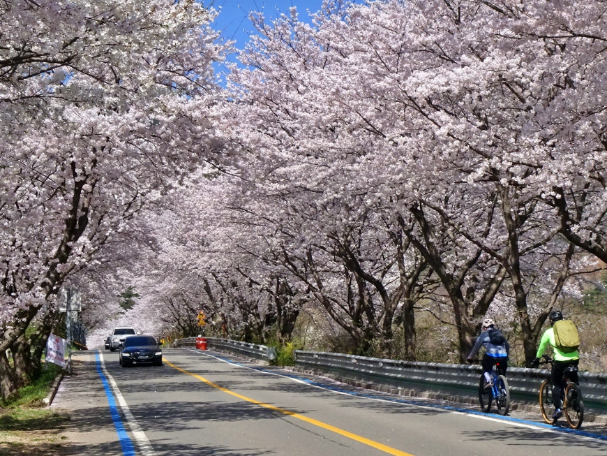 구례 섬진강 벚꽃길
