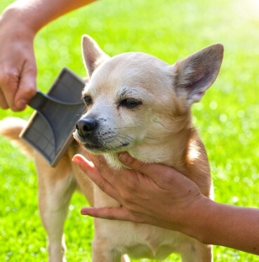 털 관리 하는 강아지