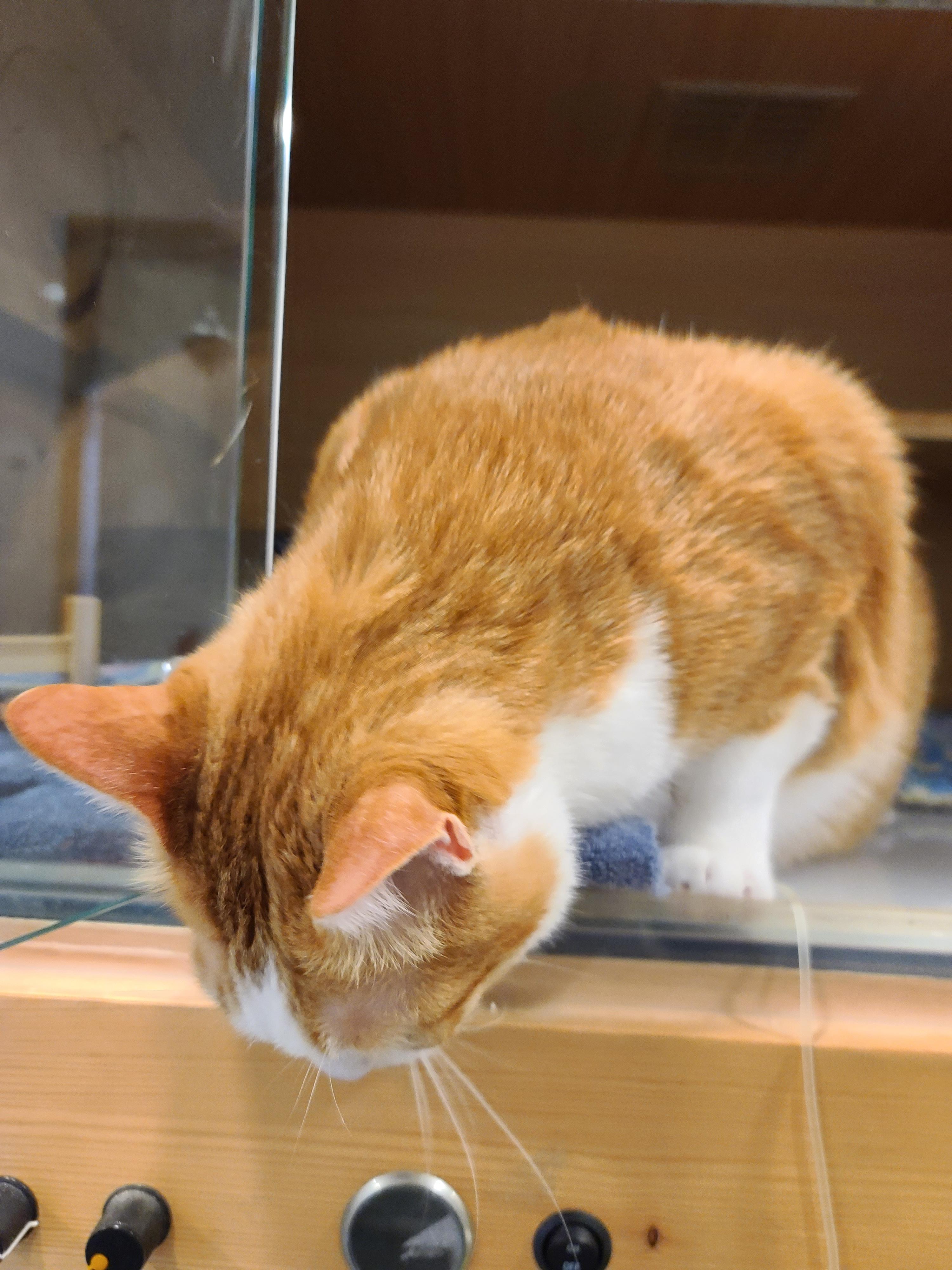 황달로 인한 호야의 입원. 고양이 황달.