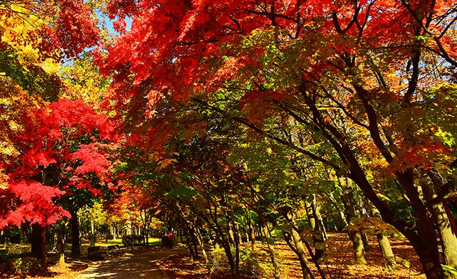 2023 가을단풍 명소