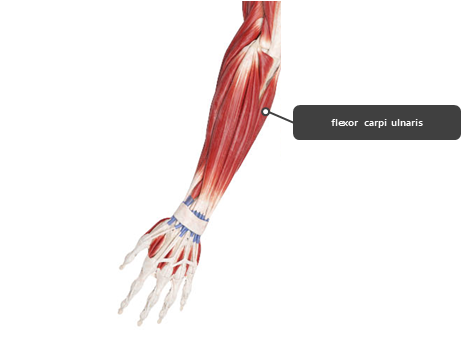 flexor carpi ulnaris