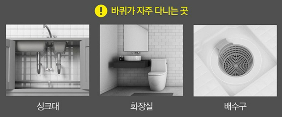 바퀴벌레