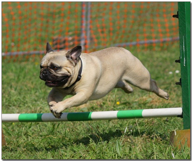 장애물을 넘고있는 퍼그