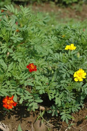 아프리칸매리골드