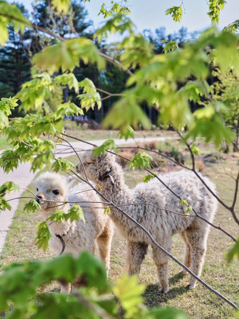 가평 양떼목장 수국축제 알파카