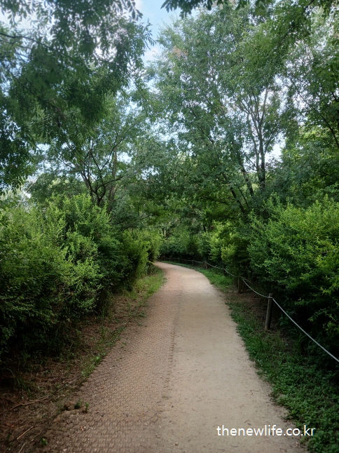 A shaded forest trail ideal for relieving heat exhaustion symptoms./더위 먹었을 때 증상 완화에 좋은 그늘진 숲길.