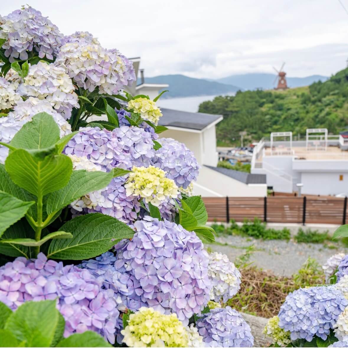 거제 저구항 수국축제