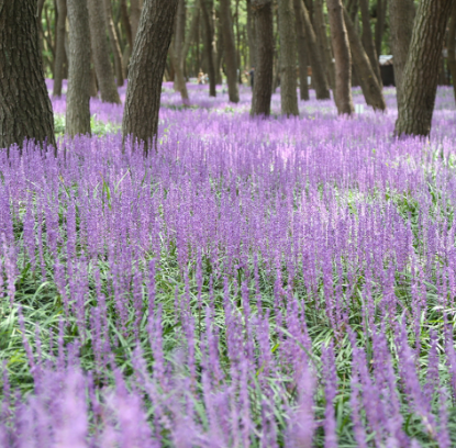 제3회 장항 맥문동 꽃축제