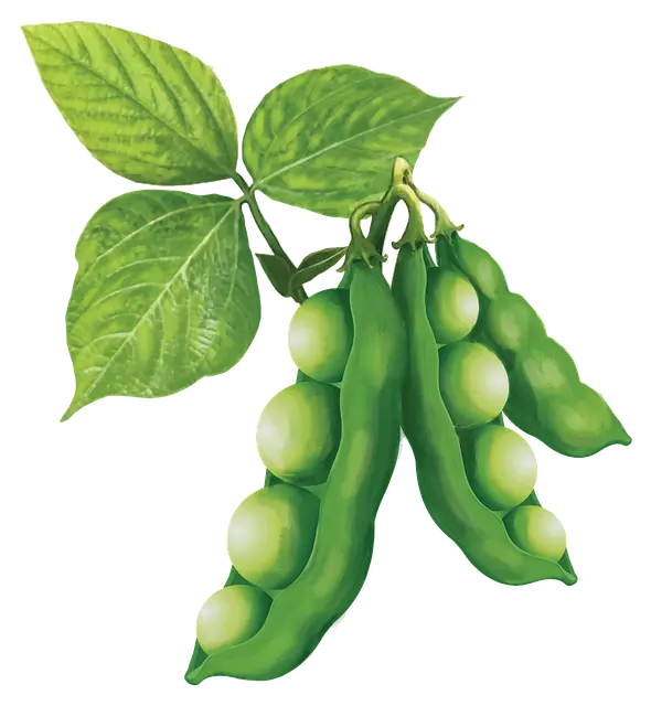 거제도 전통 간식 콩잎 떡